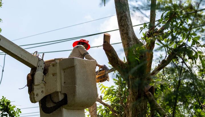 Equipped tree removal in Bellevue, WA.