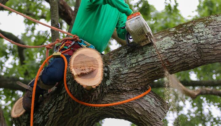 Residential tree removal in Bellevue, WA.