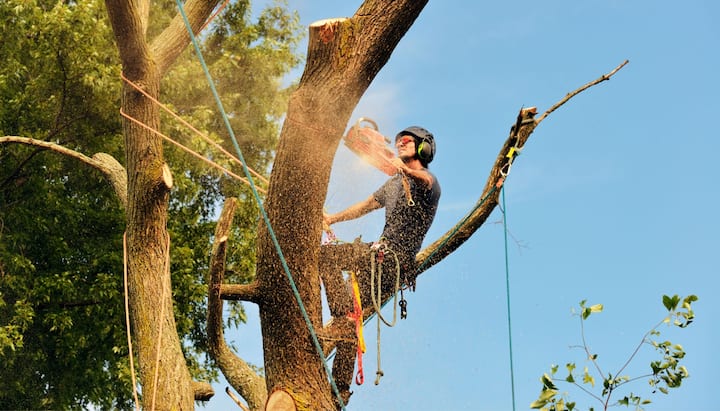 Commercial tree removal in Bellevue, WA.