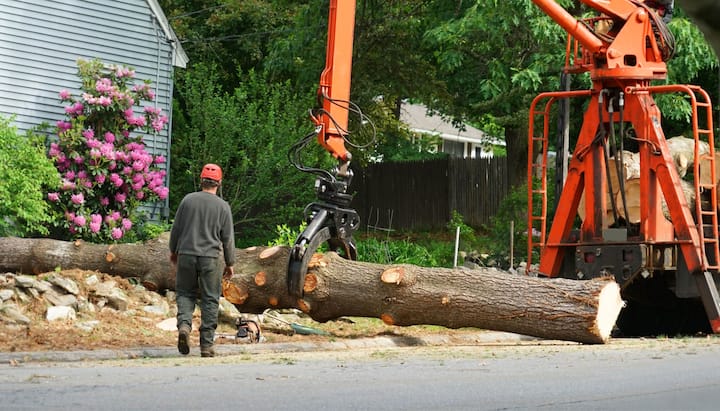 Professional tree removal in Bellevue, WA.