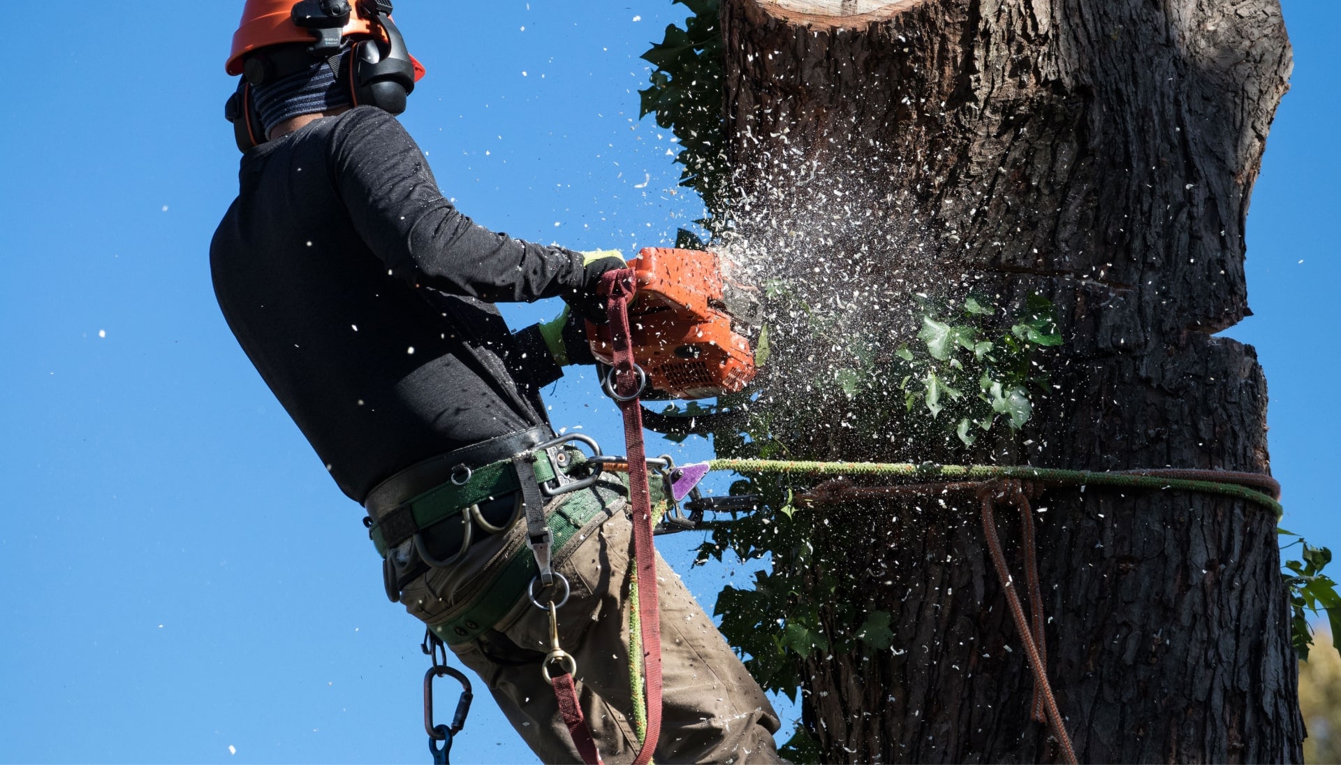 Skilled tree removal in Bellevue, WA.